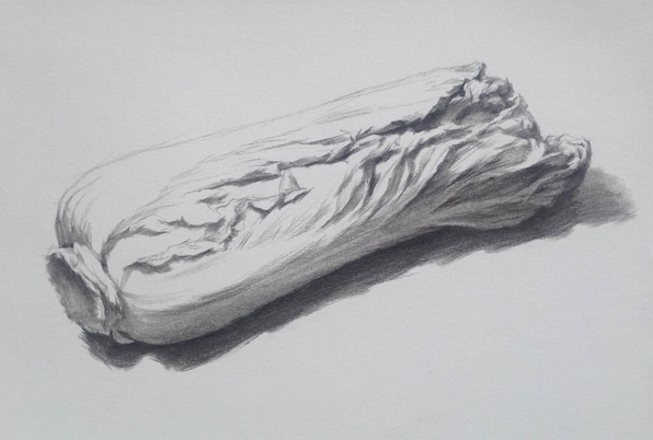 素描入門:?jiǎn)蝹€(gè)物體白菜的素描畫法教程(4)