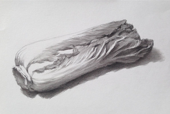 素描入門:?jiǎn)蝹€(gè)物體白菜的素描畫法教程(5)