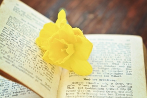 2015年華中農(nóng)業(yè)大學成教本科生申請學士學位外語考試報名通知