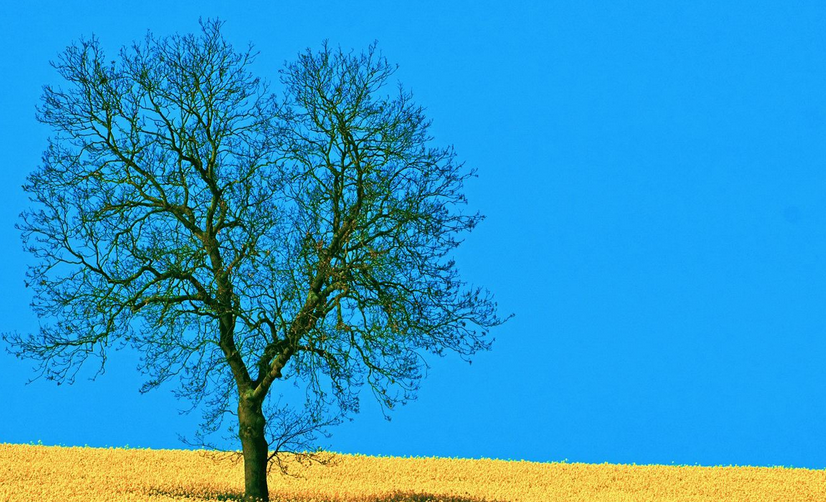 湖北普通專升本大學(xué)語(yǔ)文常識(shí)練習(xí)4