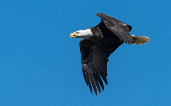 2020年成人高考高起本歷史練習(xí)試題及答案5